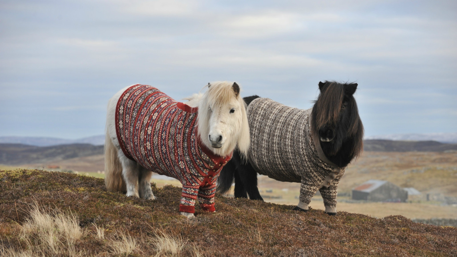 efterår, hest, bjerge, par, to, bakker, sweater, pony