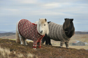 herfst, heuvels, paard, bergen, paar-, pony, trui, twee