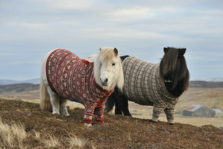 autunno, colline, cavallo, montagne, paio, pony, maglione, Due