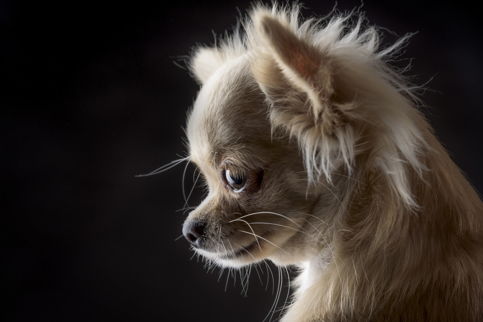 Hund, Porträt, schwarzer Hintergrund, Schnauze, Chihuahua