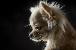 czarne tło, Chihuahua, pies, kaganiec, portret