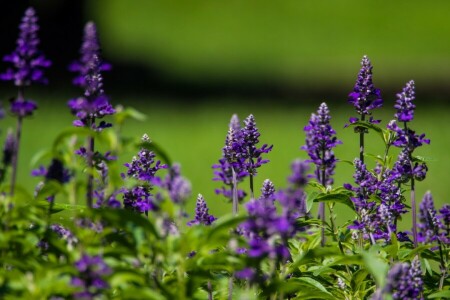 macro, sage, summer