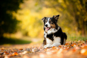 l'automne, chien, chaque, feuilles, animal de compagnie