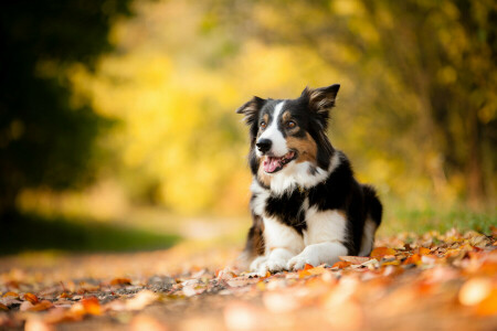 høst, hund, Hver, blader, kjæledyr