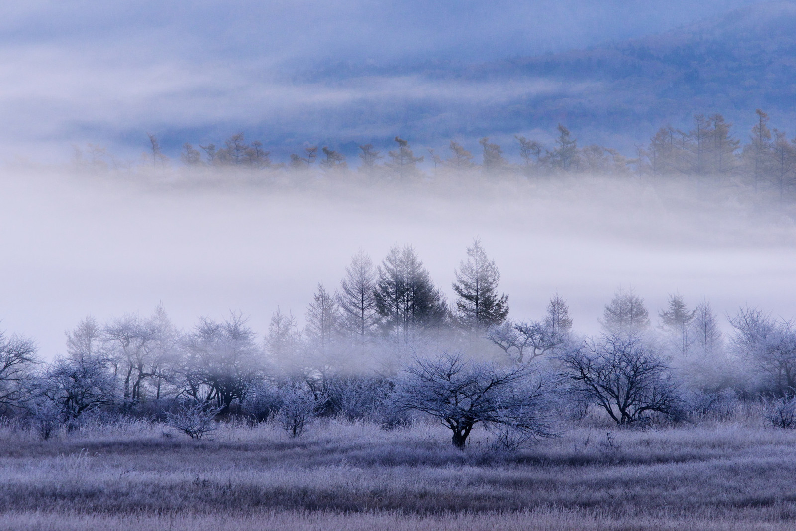 skog, gress, trær, felt, frost, tåke