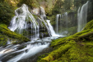 лес, природа, растения, деревья, водопад