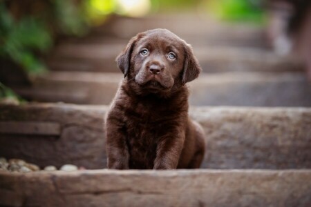 bebê, Castanho, chocolate, cachorro, escada, cachorro, Retriever, sentado