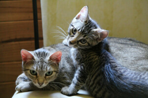 chat, famille, minou, rester