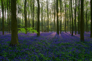 bloemen, Woud, gras, bomen