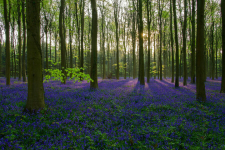 blomster, skog, gress, trær