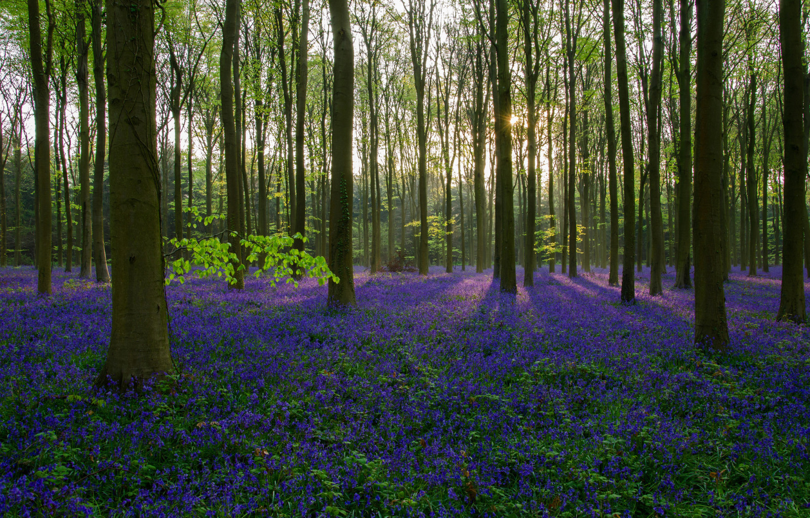 bosque, césped, arboles, flores