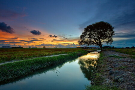 paysage, rivière, le coucher du soleil, arbre