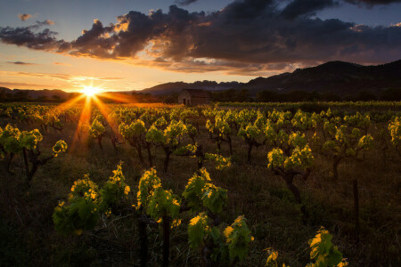 nuvole, Casa, montagne, tramonto, vigneto