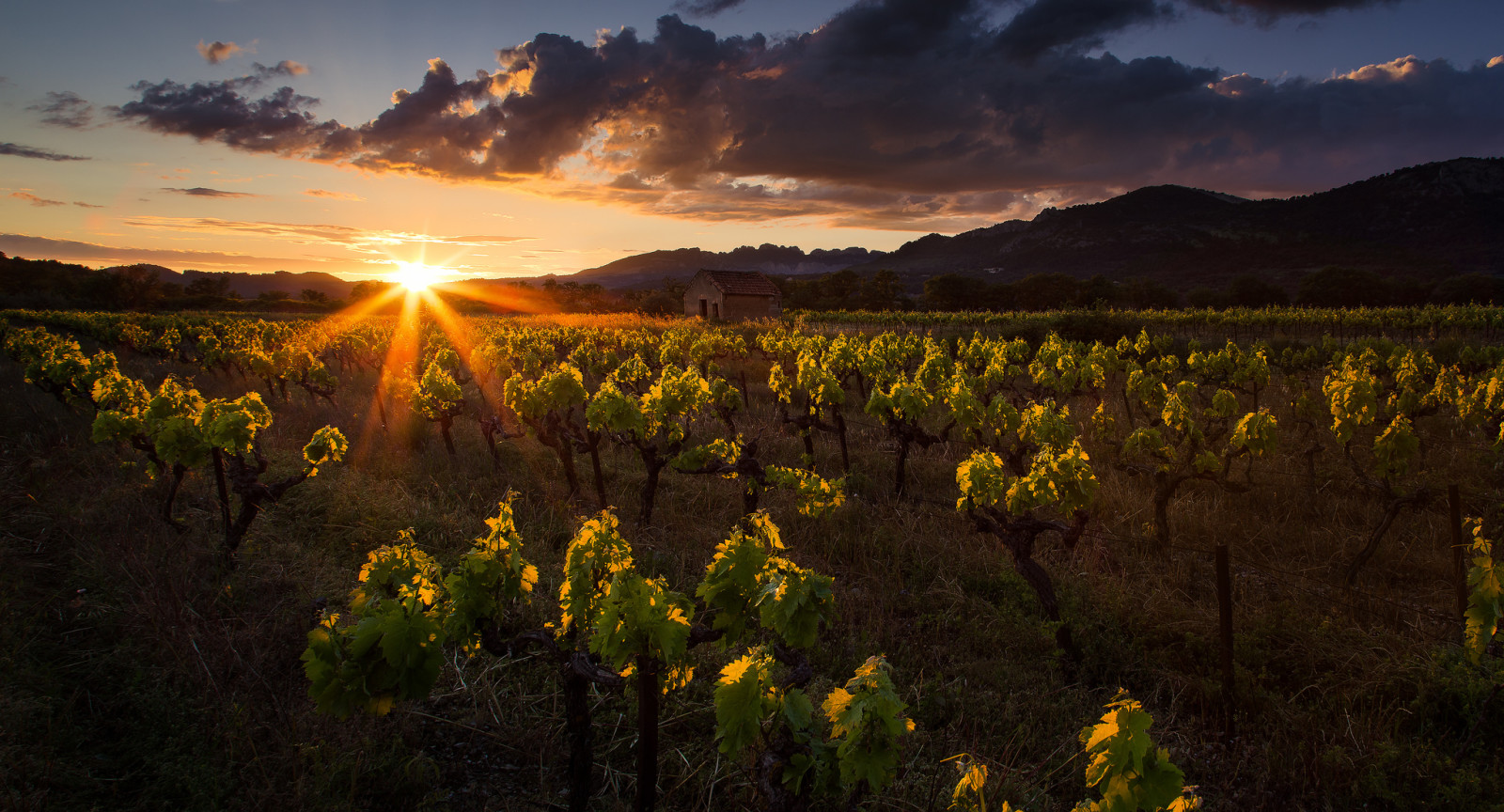 Casa, tramonto, nuvole, montagne, vigneto