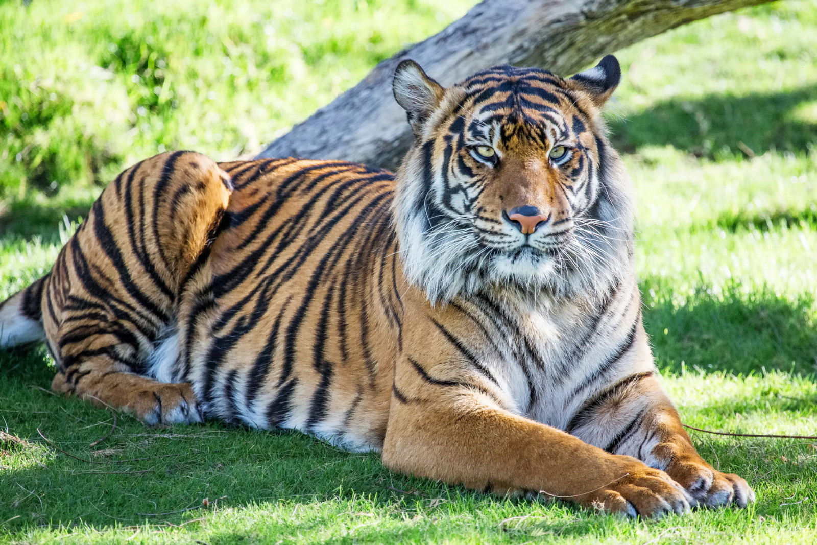 Raubtier, bleibe, Tiger