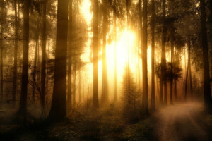 foresta, Misty Forest-2, trattamento