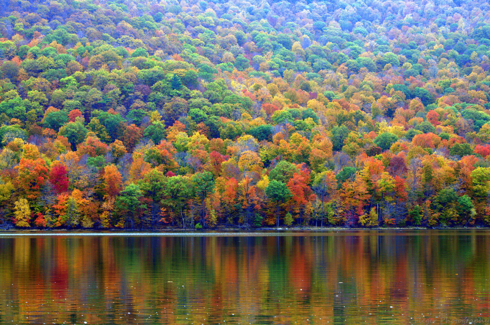 outono, floresta, lago, árvores, declive