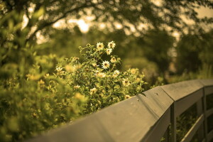 blomster, sommer, gjerdet