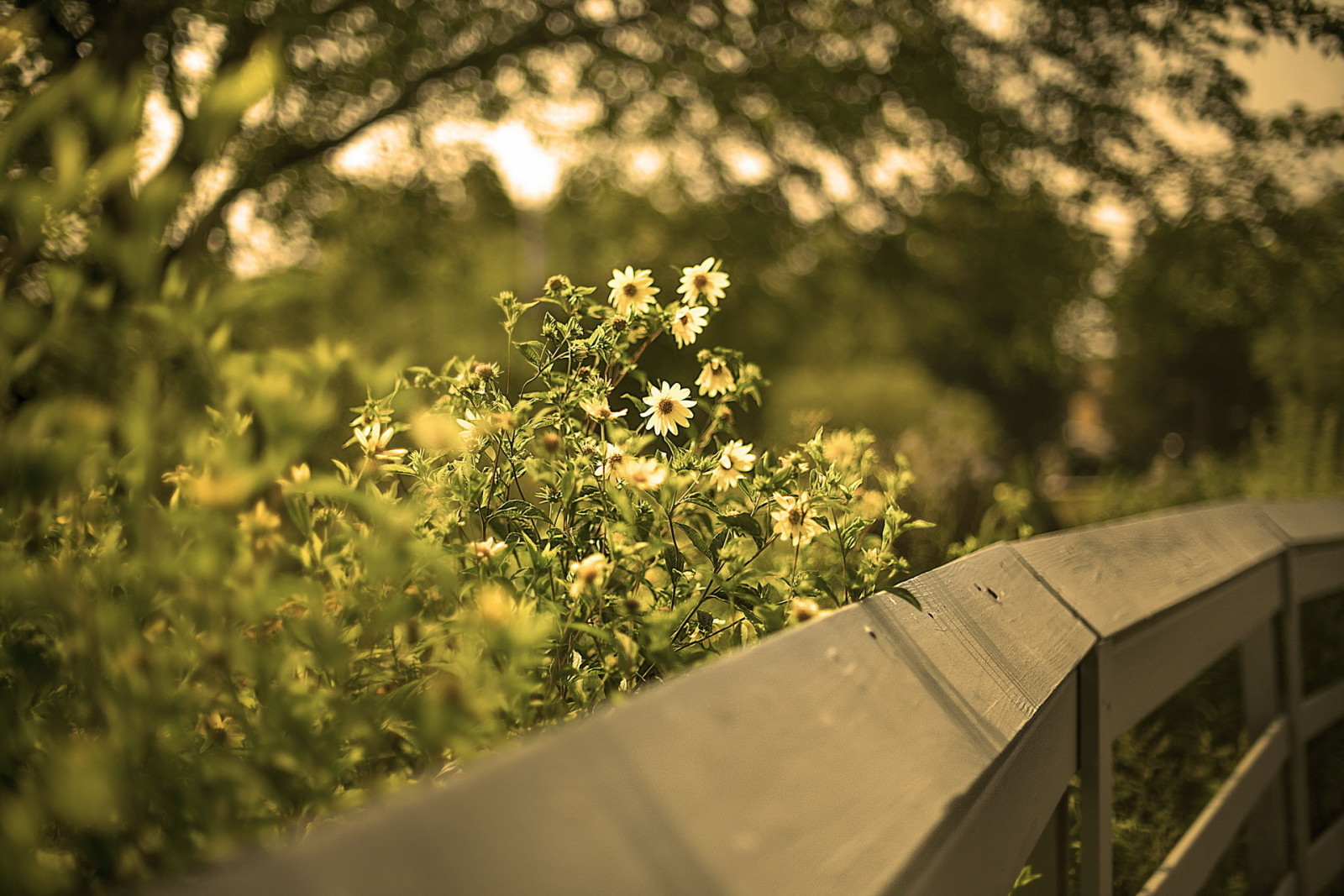 zomer, bloemen, het hek