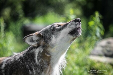 visage, gris, hurler, prédateur, Loup