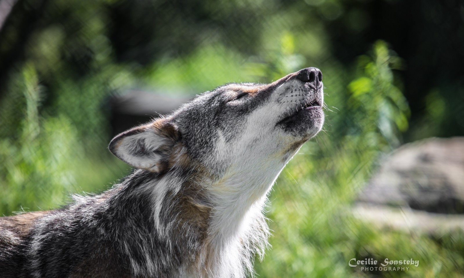 cara, gris, depredador, lobo, aullido