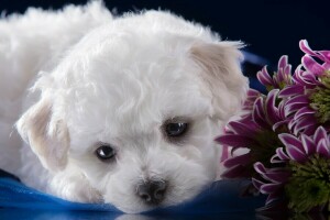 Bichon Frise, Chrysanthemum, nuttet, snude, hundehvalp, hvid