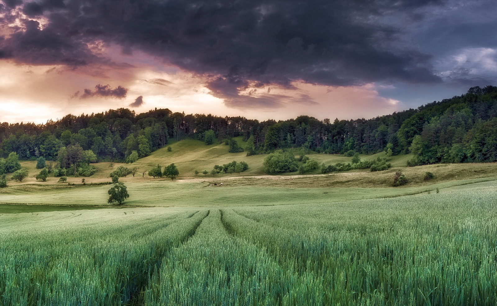 natureza, o céu, verão, campo