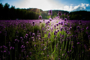 flores, lavanda, verano, el sol