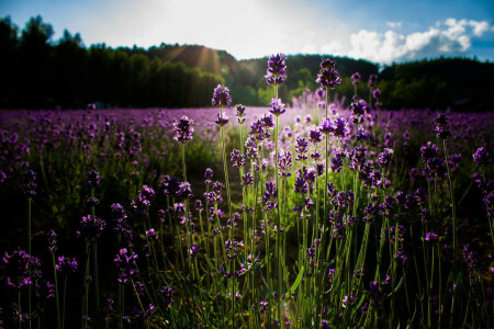 fleurs, lavande, été, le soleil