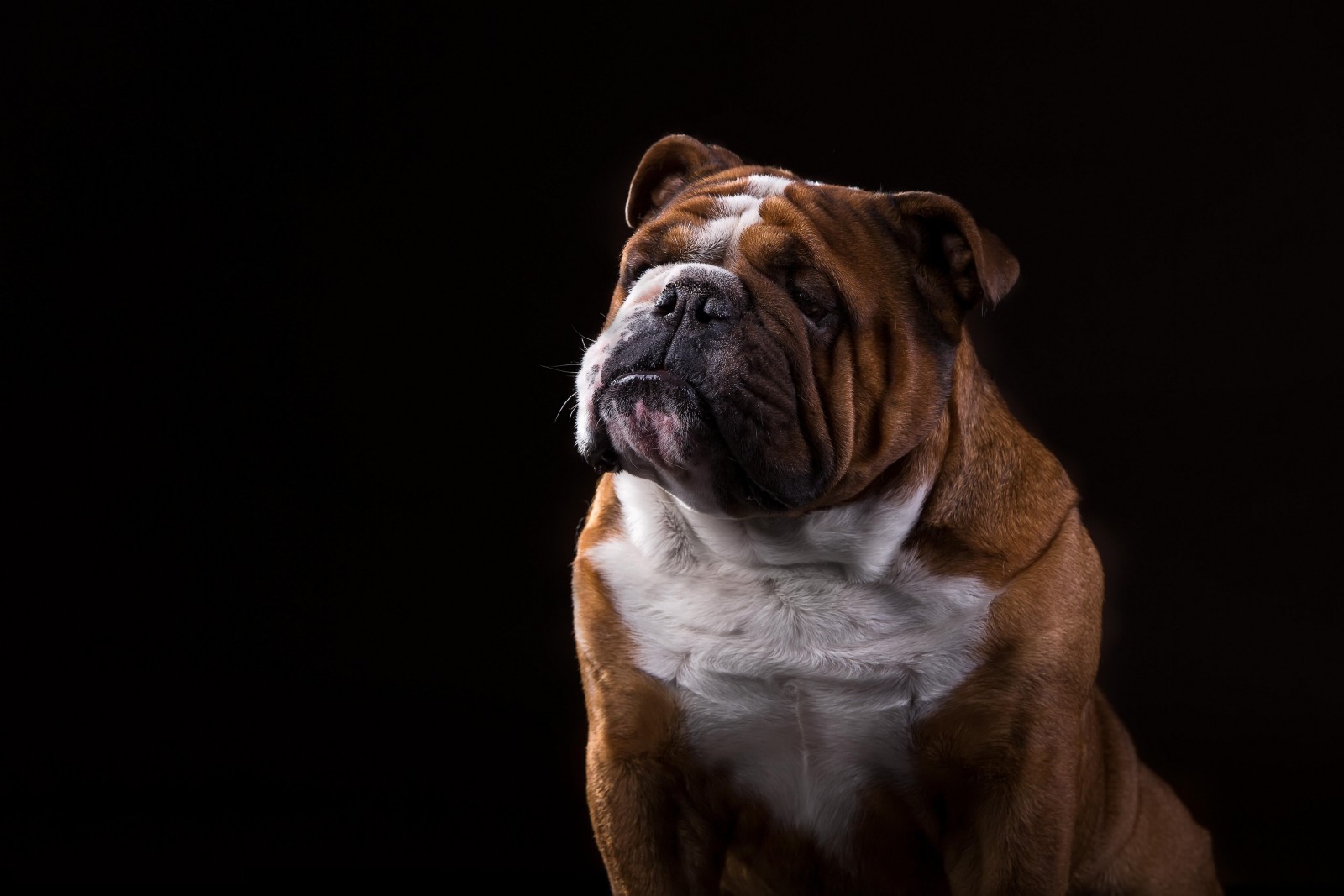 hond, portret, zwarte achtergrond, bulldog, Engelse bulldog