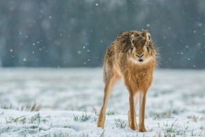 lièvre, neige, hiver