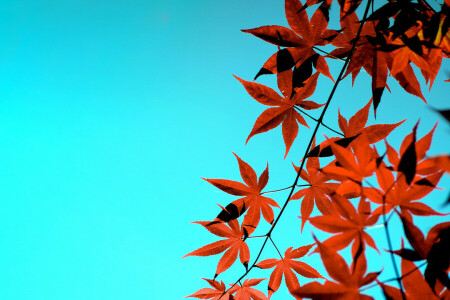 autumn, leaves, the sky