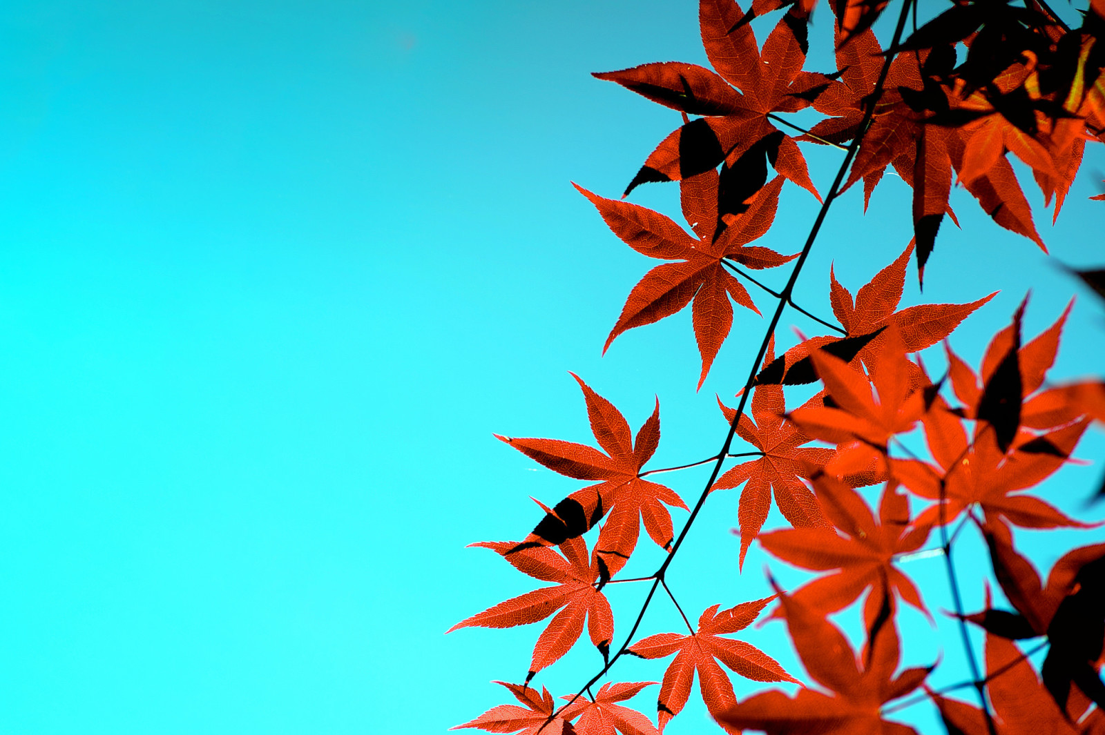 otoño, el cielo, hojas