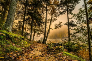 autumn, forest, river, road