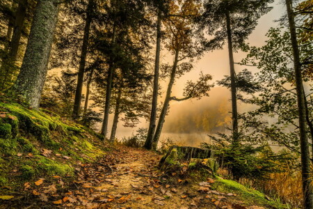 autunno, foresta, fiume, strada