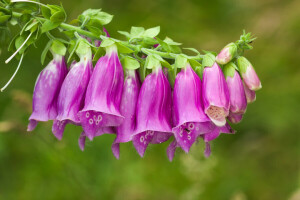 digitalis, makro