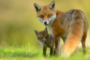 Jungtier, Fuchs, aussehen