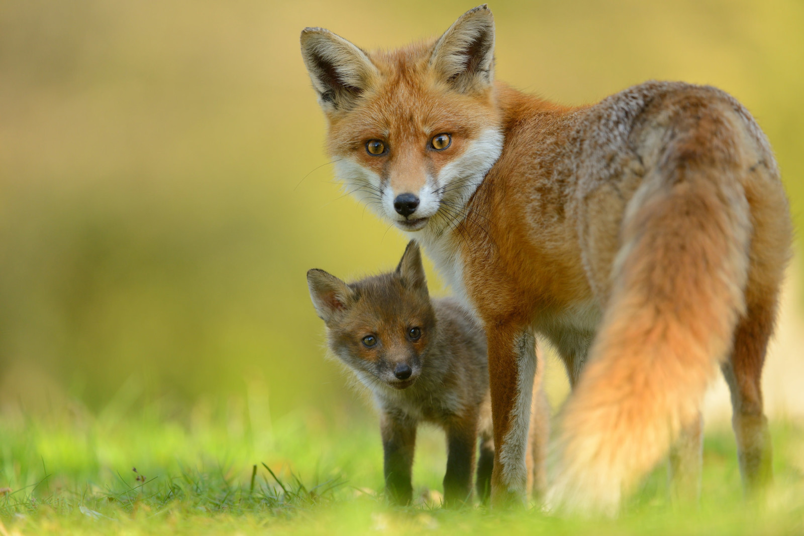 Regardez, Renard, lionceau