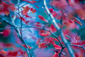 Herbst, Hintergrund, Blätter, Natur