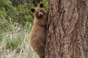 orso, sull'albero, albero