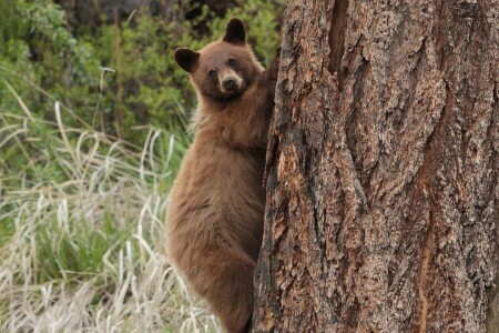 Urso, na árvore, árvore