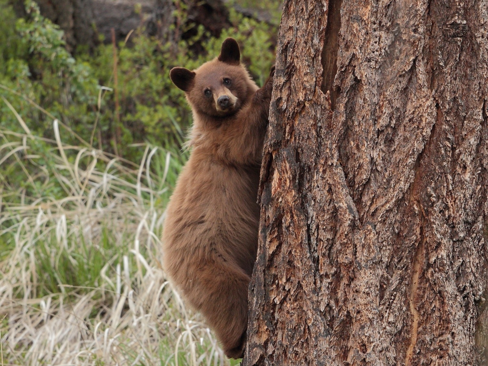 árbol, oso, en el árbol