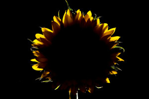 flor, pétalos, girasol