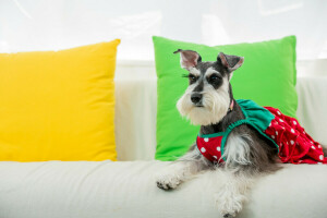 perro, Schnauzer enano, atuendo, almohada, vestido de verano, El Schnauzer Miniatura