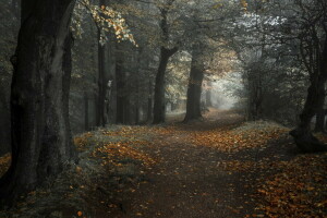 höst, skog, väg