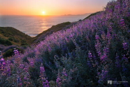 dal, fleurs, brume, Kenji Yamamura, photographe, mer, le coucher du soleil, Le ciel