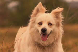 Hund, Gesicht, aussehen