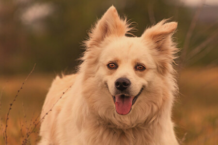 cachorro, face, Veja