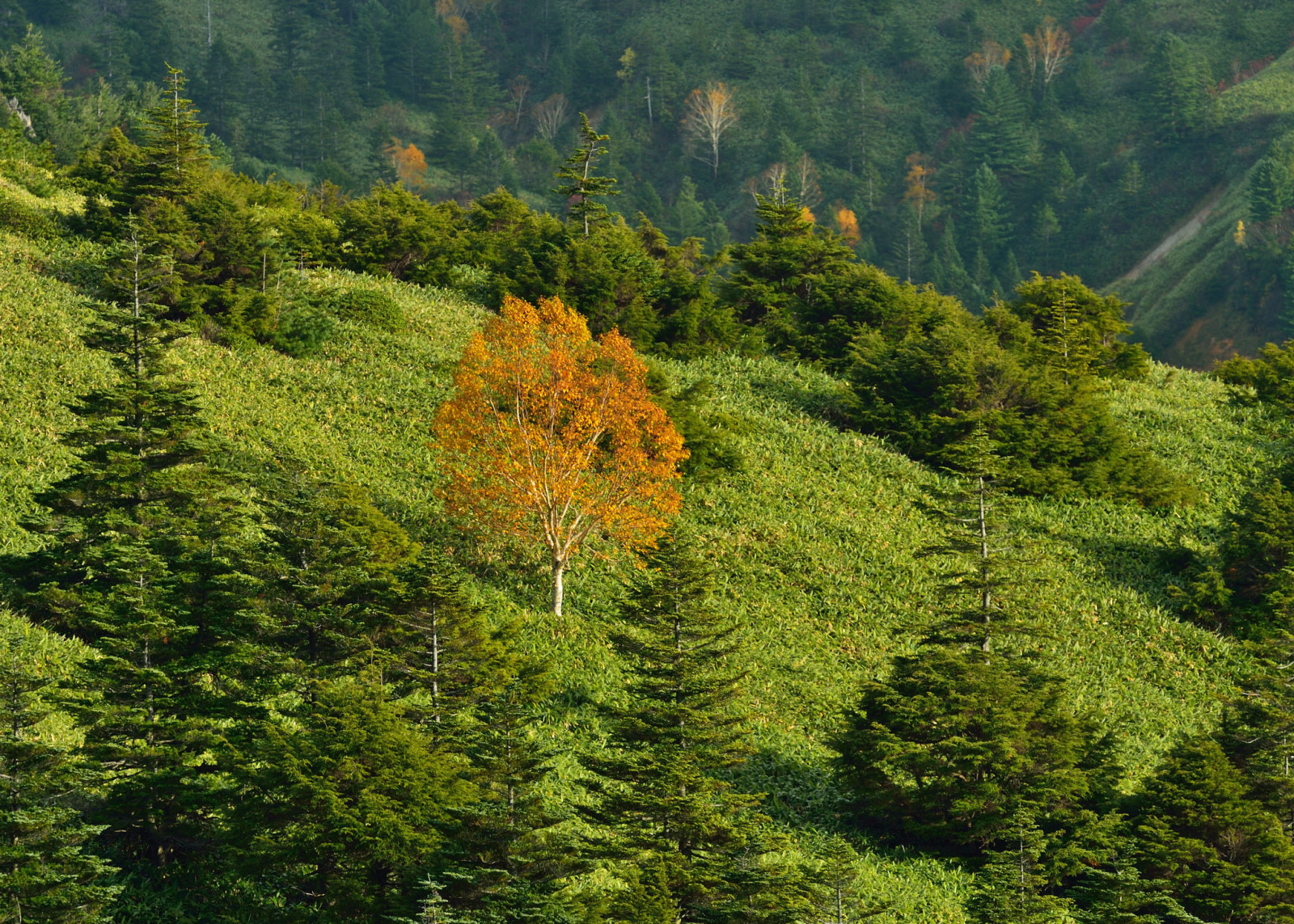 herfst, gras, bomen, bergen, helling