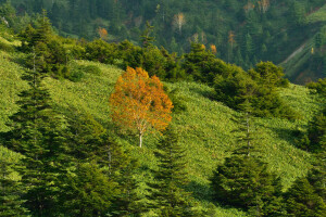 autumn, grass, mountains, slope, trees